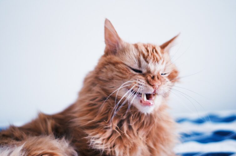 Funny ginger cat yawning