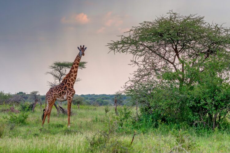 Giraffe in sunset savanna