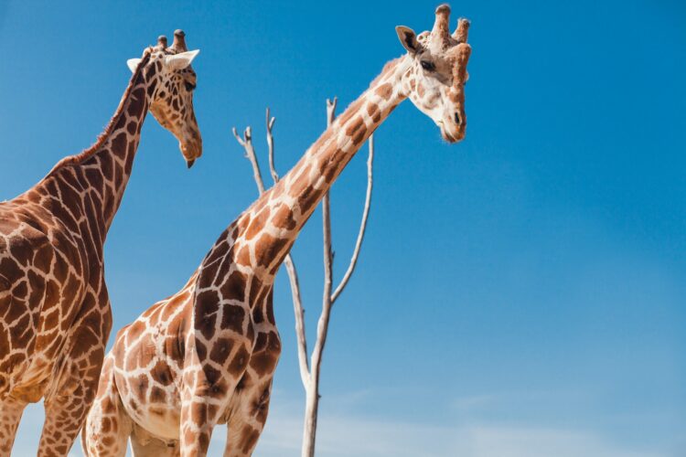 Giraffes on nature