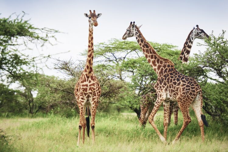 Group of giraffes in Africa