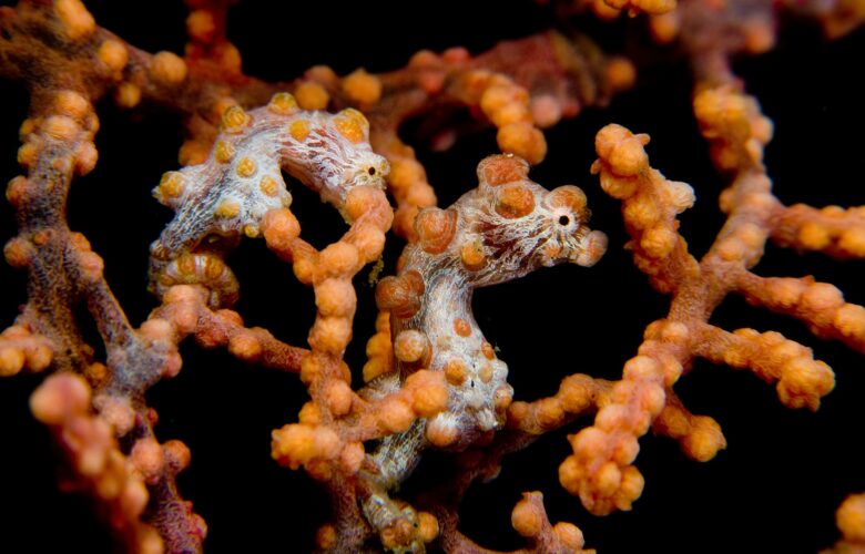 Pygmy seahorses on gorgonian.