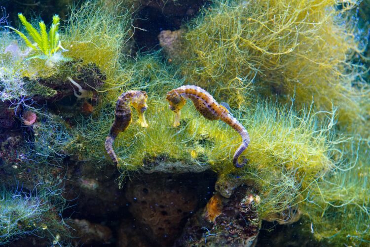 Seahorses underwater near the sea weeds