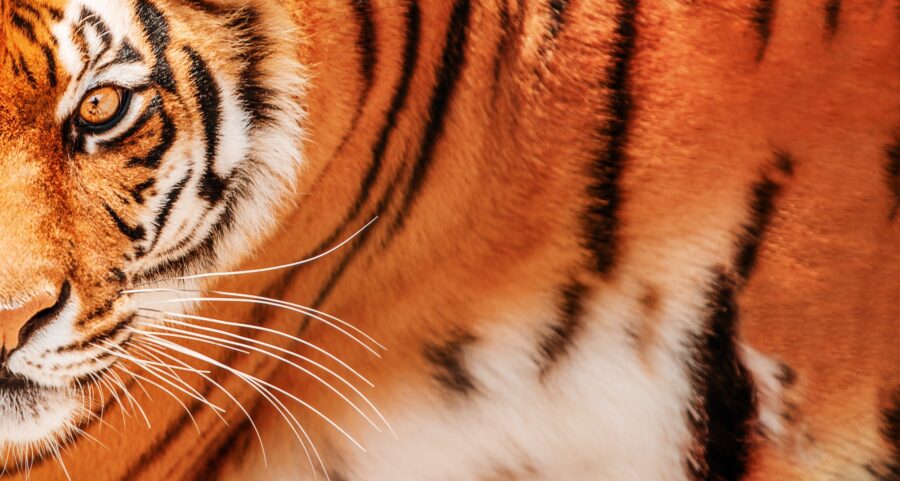 Tiger background. Amur Tiger portrait.