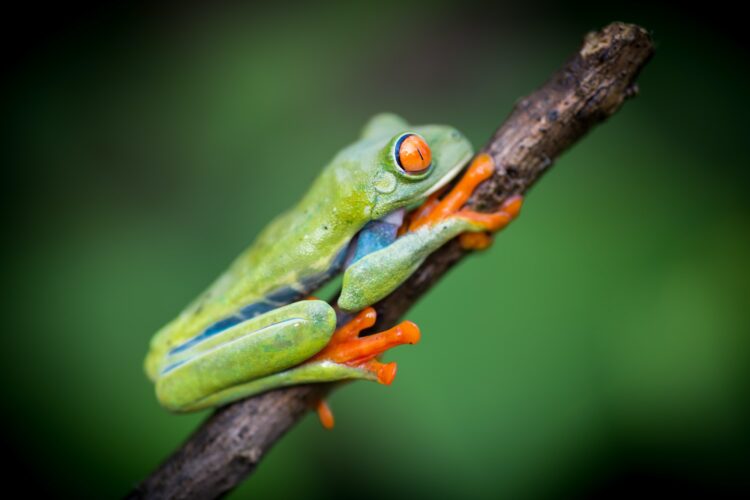 Tropical frog on tree twig