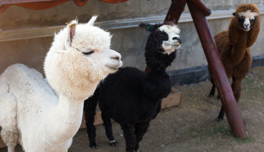 White, black and brown llamas and alpacas in a paddock on a farm