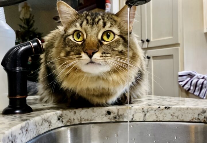 A cat watching the water drip from the faucet of the kitchen sink