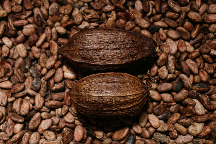 Artisan bio chocolate making, coca fruits and beans, source of theobromine