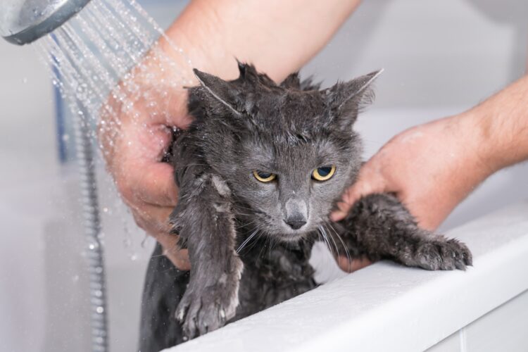 Bathing a cat at home