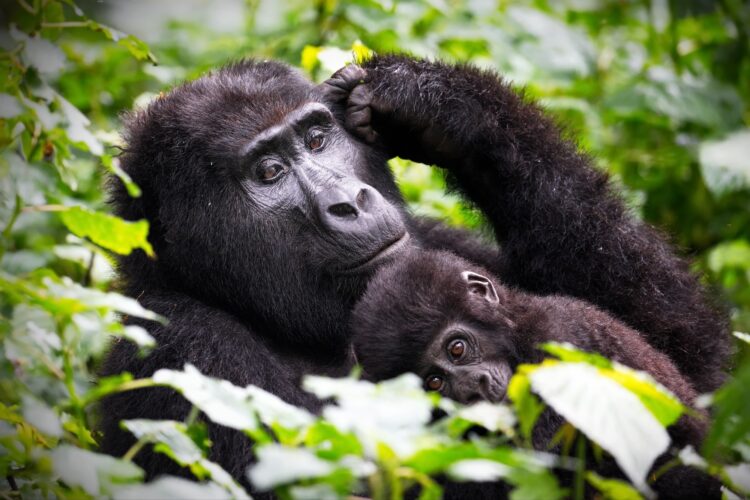 Closeup shot of a chimpanzee in Uganda