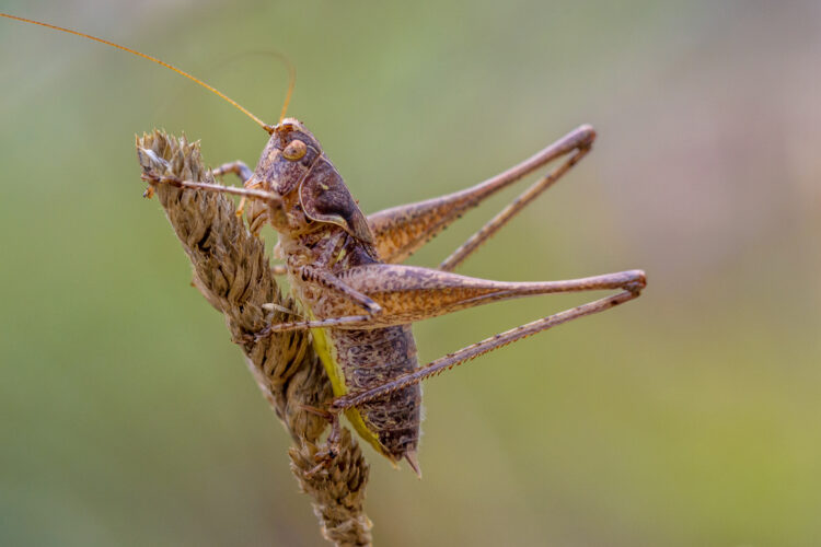 Cricket on brown grass