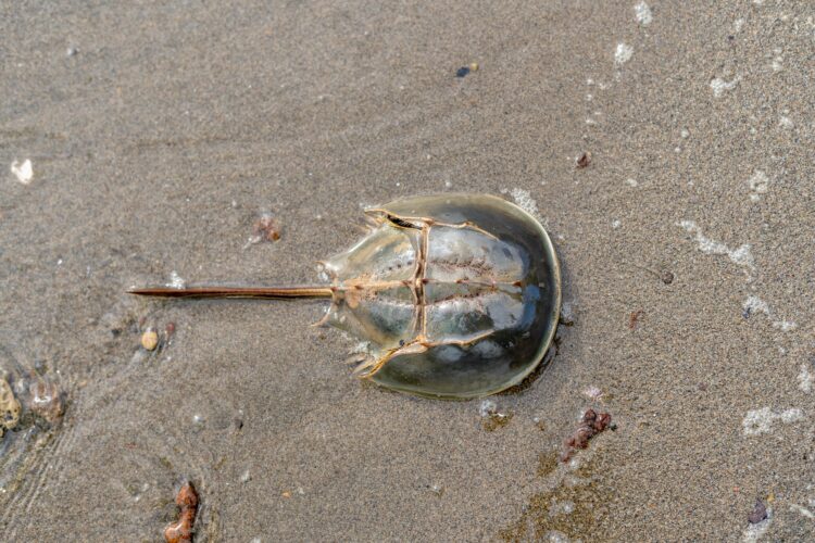 Horseshoe crabs die on sandy beaches