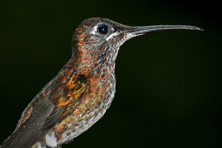 Hummingbird, Maquipucuna Cloudforest Reserve, Ecuado