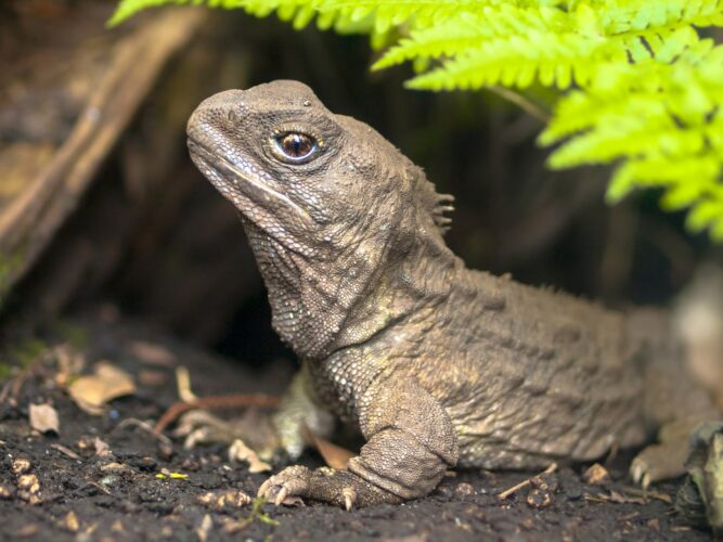Tuatara native new zealand reptile emerging from burrow
