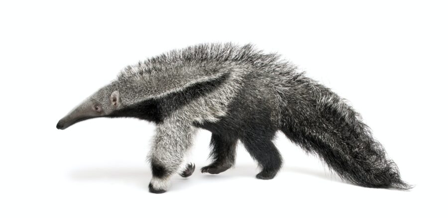 Young Giant Anteater (3 months old) - Myrmecophaga tridactyla