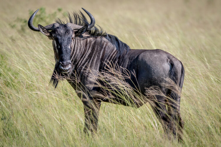 Blue wildebeest standing in the grass.