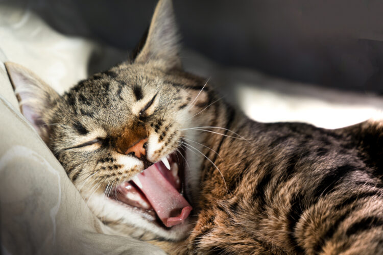Domestic cat laughs. Funny animal. Rabies.