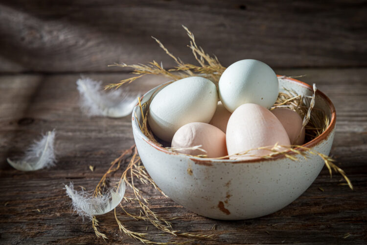 Free range eggs with hen feathers. Eggs from free range.