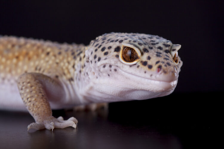 Portrait of a leopard gecko