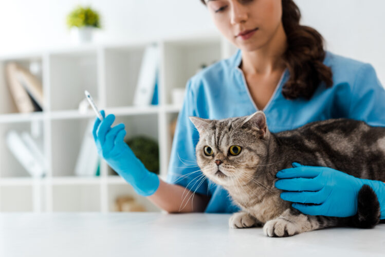 selective focus of young veterinarian holding syringe near tabby scottish straight cat
