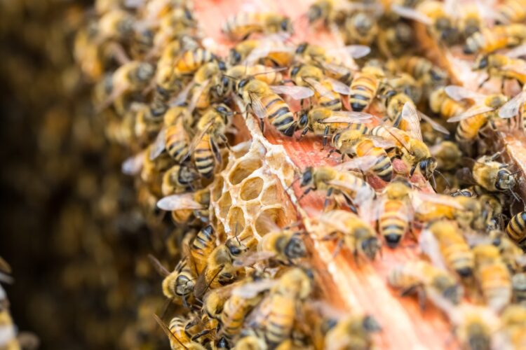busy bees on beehive