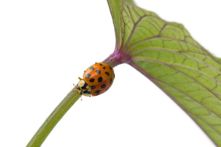 Ladybug on a stem of a plant
