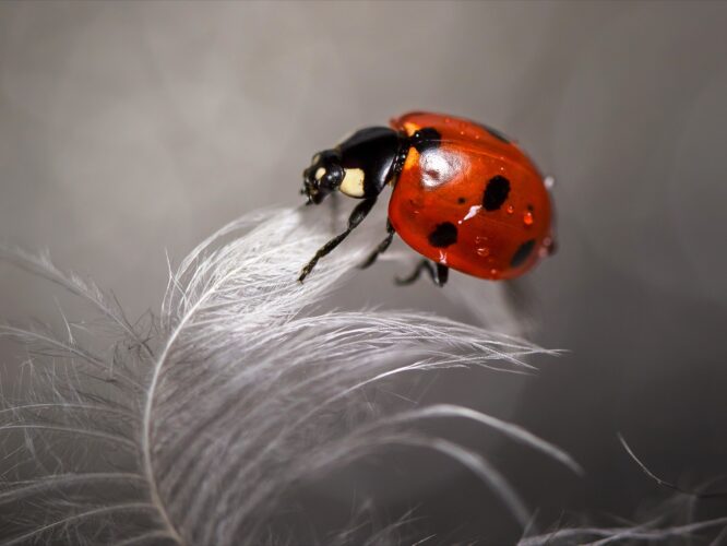 The red ladybug sits on a white feather. Macro