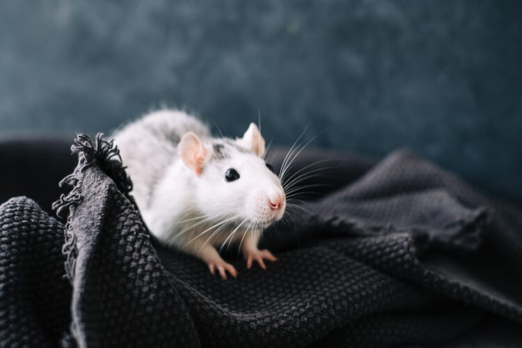 White funny decorative home rat sniffs the area on a gray plaid.