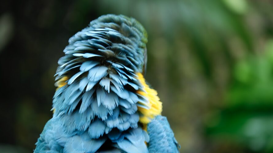 Blue and yellow macaw plumage