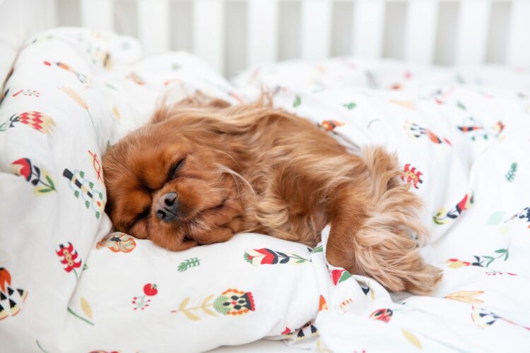 Dog sleeping in bed