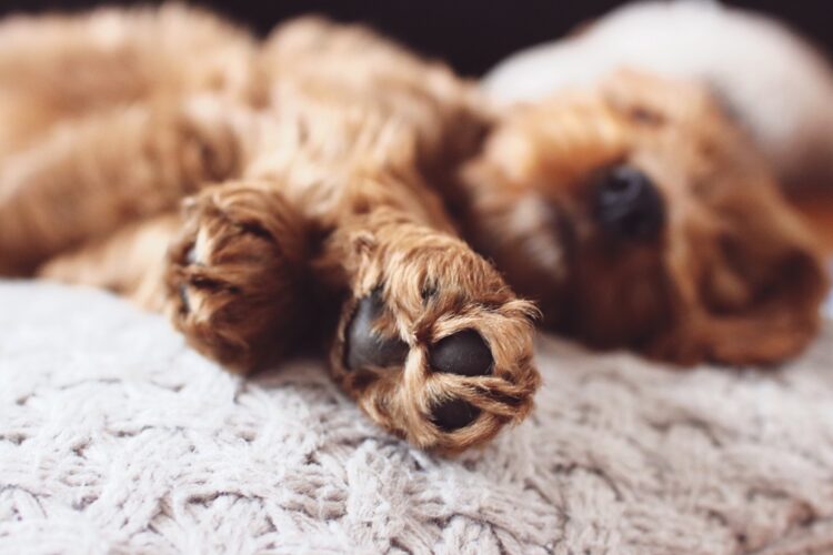 Paws of puppy dog