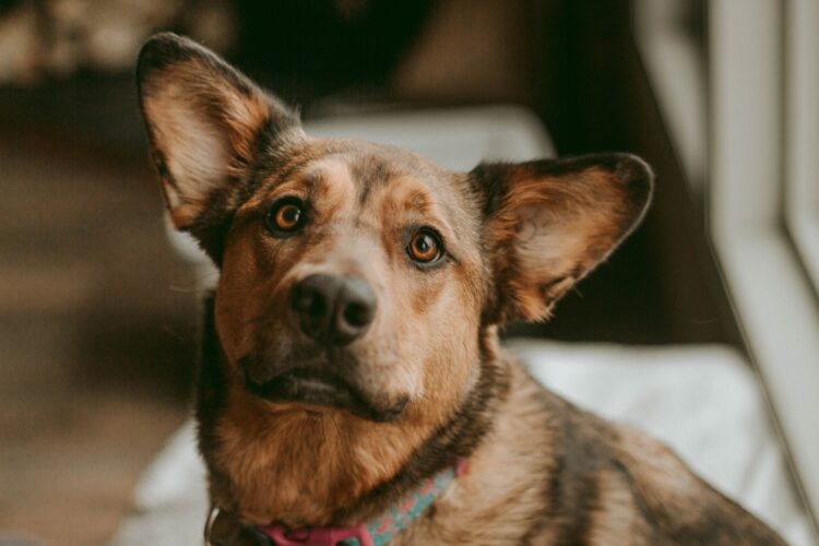 Rescue Dog Looking at Camera